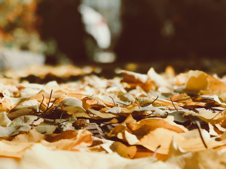 The Season Everything Needs Attention at Once